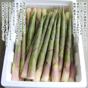【令和9年産】 月山筍 1kg 山形県鶴岡市産 JA庄内たがわ K-930