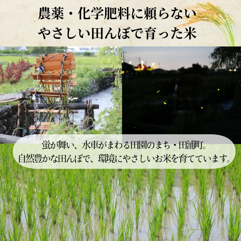 令和8年産　新米 コシヒカリ 白米 10kg 天皇献上米 (栽培期間中）化学肥料・農薬不使用米 小松島市