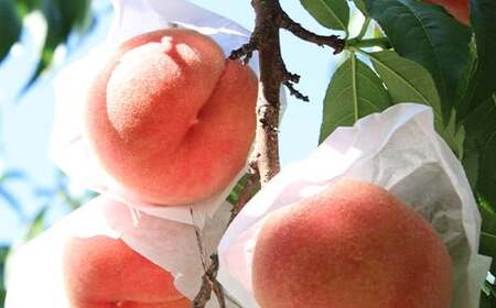 【令和8年産先行予約】 もも「川中島・あかつき・まどか 等」 約3kg (7～11玉) 《令和8年7月下旬～発送》 『生産者 佐藤 勇二』 桃 モモ 果物 フルーツ 山形県 南陽市 [591-R8]