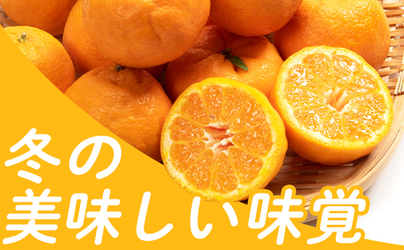ポンカン 3kg 訳あり 先行受付 山北ぽんかん yk-0082