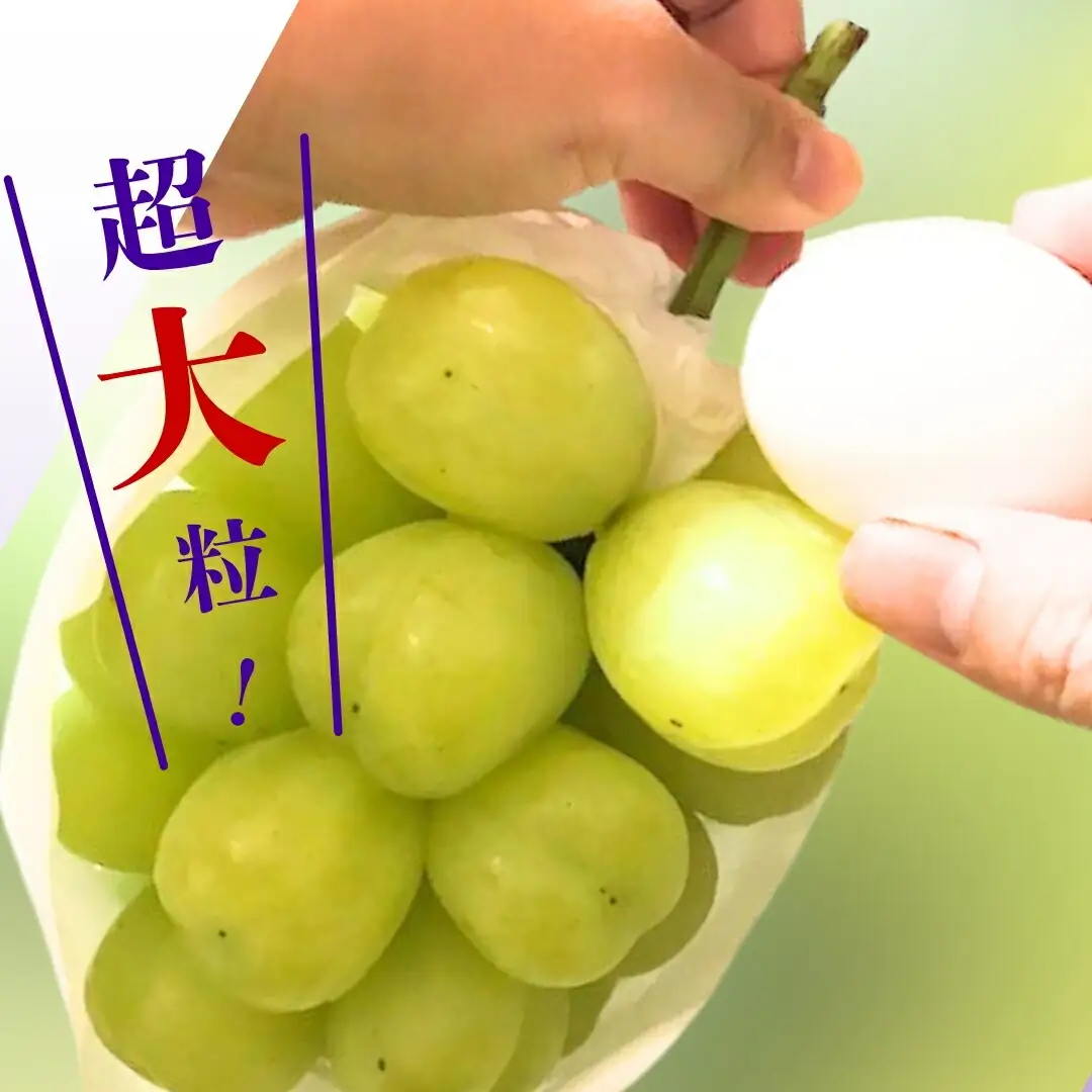 ぶどう 雄宝(ゆうほう) 約1.5kg(2房) ｜ ぶどう