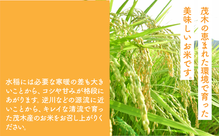 令和7年産 こだわりのコシヒカリ 10kg | コシヒカリ 精米 栃木県 茂木町