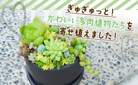 自家生産 多肉植物の寄せ植え Mサイズ 多肉植物 pk-0005