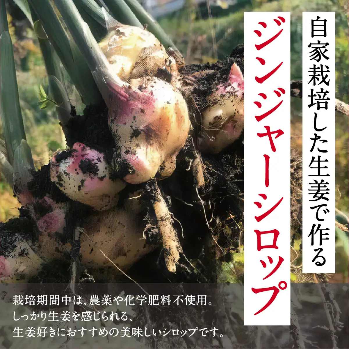 【大阪能勢産】ジンジャーシロップ 2本セット (辛口スパイシー・すっきりマイルド 各1本) | べじたぶるぱーく | 国産 無添加 厳選素材 炭酸割り 希釈用 素 手作り スパイス 生姜 | お取り寄せ | 大阪府 能勢町 送料無料