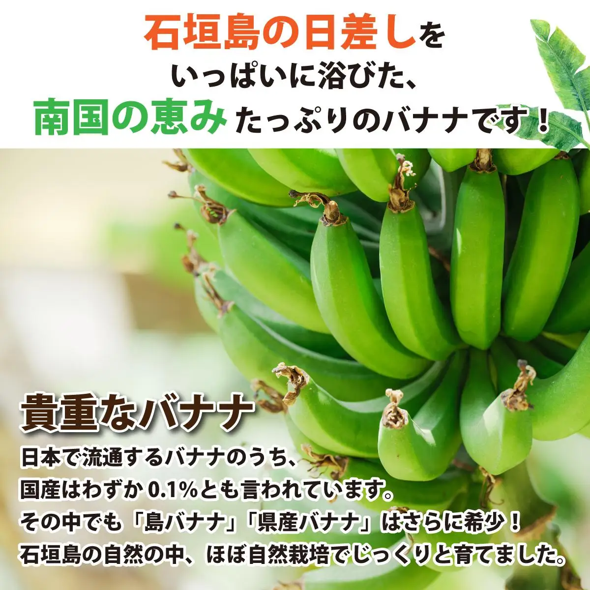 ＜わんのバナナ＞石垣島産バナナ【島バナナ】 合計約1.5kg NA-07