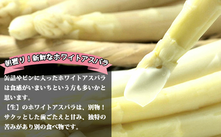 ホワイトアスパラ 訳あり サイズ混合 富良野産【2kg 130本前後】【先行予約】
