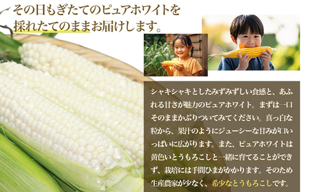 【2026年夏発送】訳あり とうもろこし ピュアホワイト 20本 富良野産 生で食べられる コーン