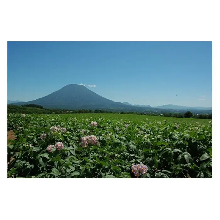 【北海道ニセコ町産】朝もぎ とうもろこし 10本 ＜数量限定・2026年早期予約・7月中旬より出荷予定＞【0202303】
