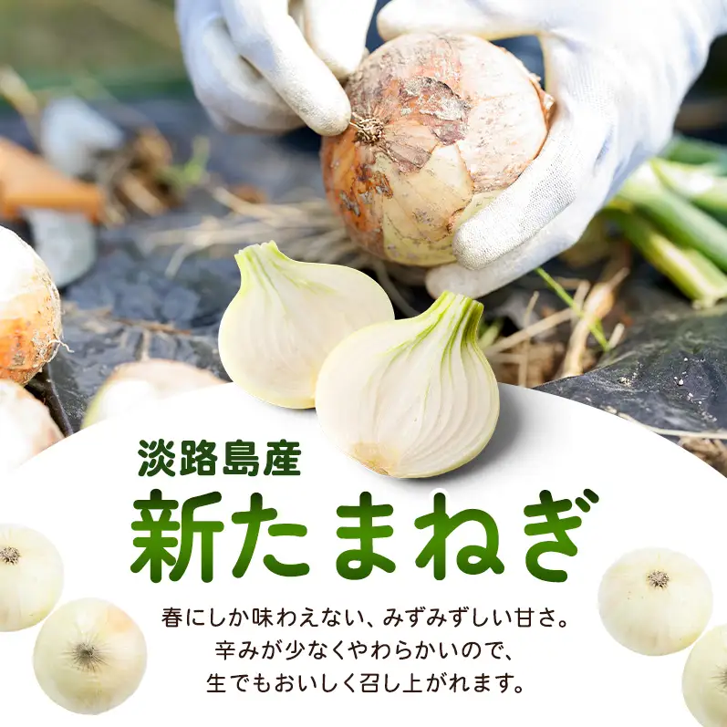 新玉ねぎ 淡路島産 8kg 島の里 甘い 新玉ねぎ