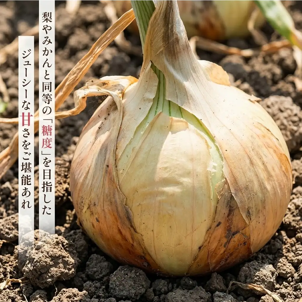 玉ねぎ 淡路島産 サイズ色々 7kg 善太 玉ねぎ