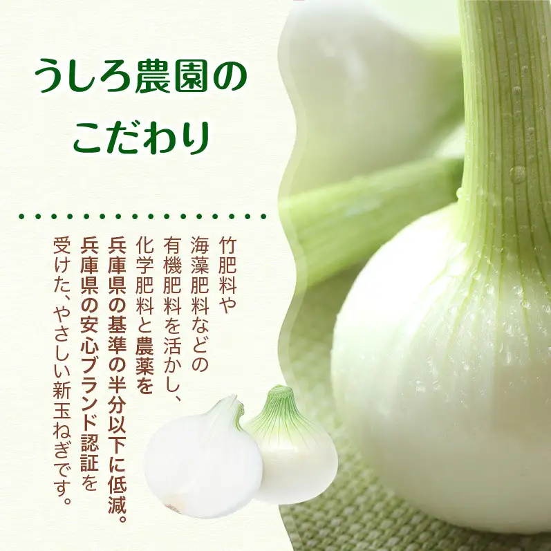 新玉ねぎ 極早生 10kg うしろ農園 甘い 新玉ねぎ