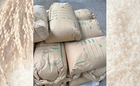 お米 精米 10kg イクヒカリ キヌヒカリ お米