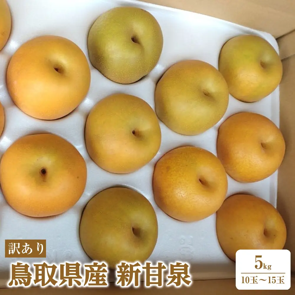 訳あり 鳥取県産 新甘泉 梨 5kg (10玉～15玉)