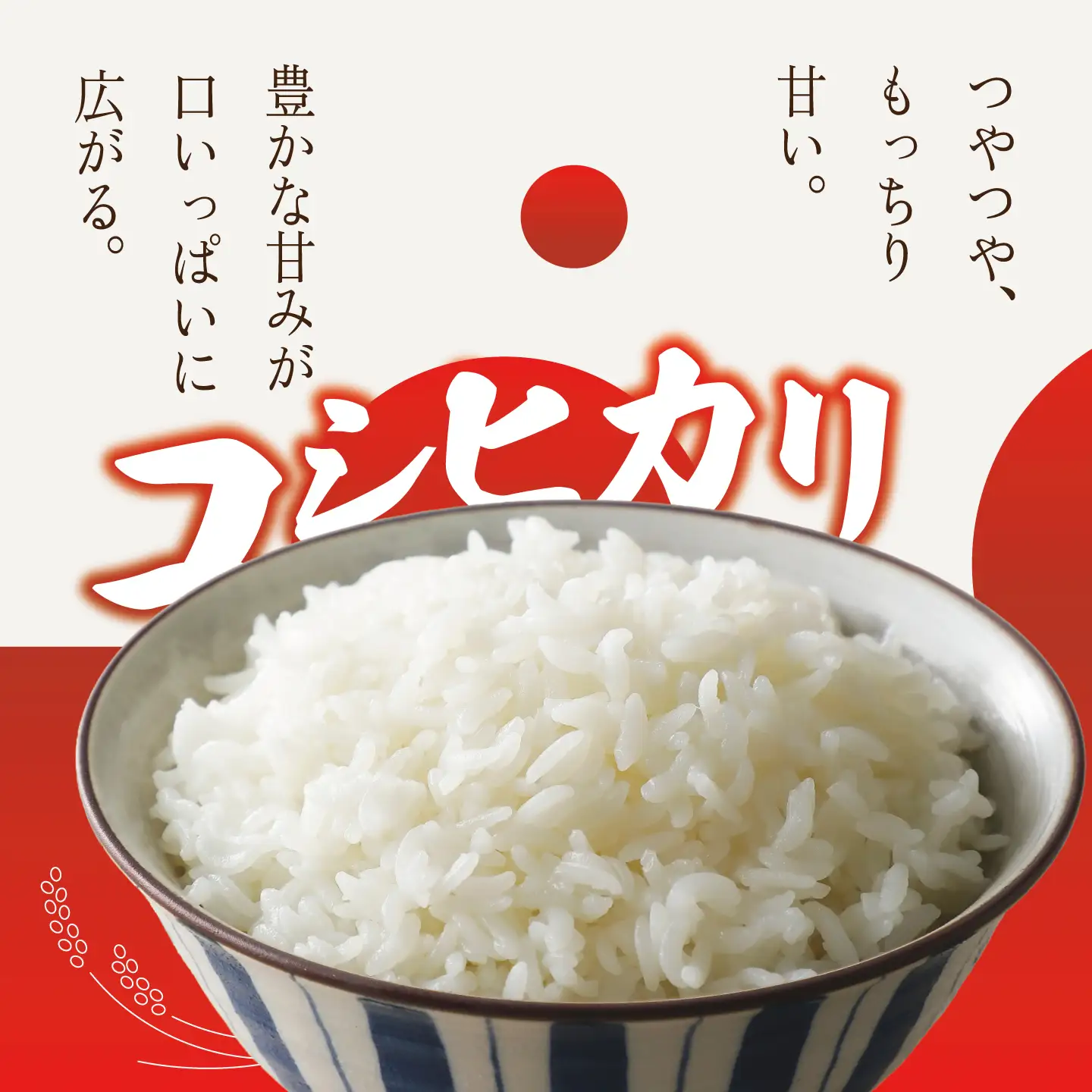 米 令和8年産 新米 コシヒカリ 精米 10kg 米