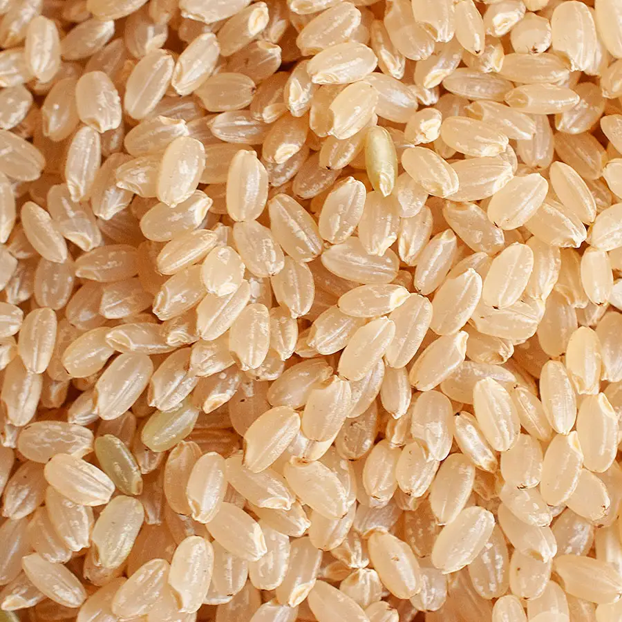 【令和8年産先行予約】特別栽培米つや姫 玄米 30kg(30kg×1袋)　山形県鶴岡市 佐藤農園