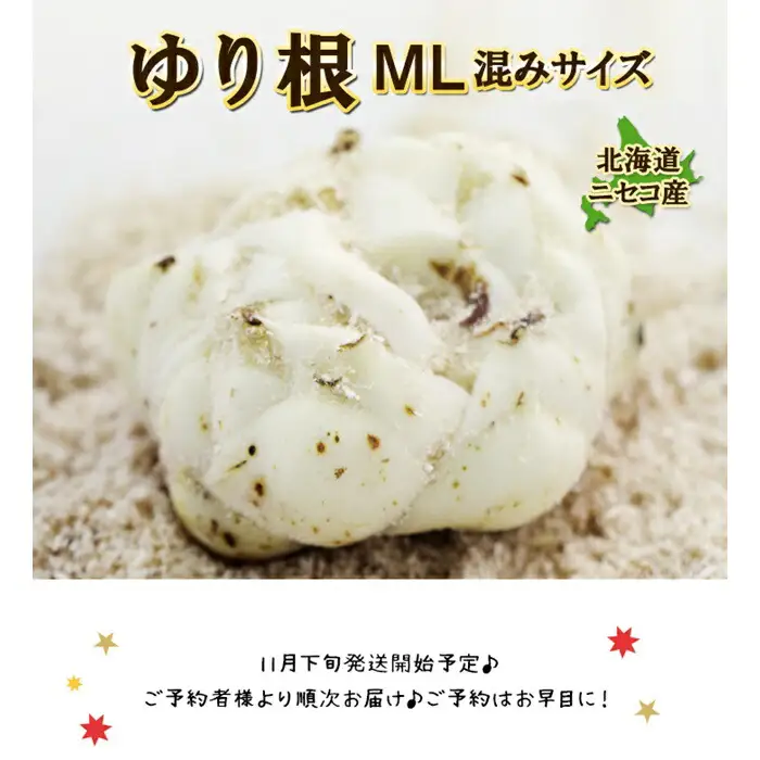 【先行予約】北海道ニセコ町 ゆり根M-L混みサイズ2kg【2026年産】【3200401】