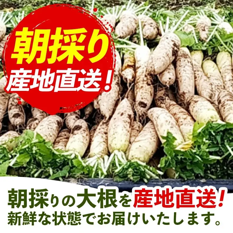 【きあり農園】2026年度 幸手市産 大根 10kg - 朝採れ ダイコン だいこん 産地直送 野菜 ベジタブル 美味しい おいしい 煮物 鍋 おでん おすすめ 送料無料 埼玉県 幸手市