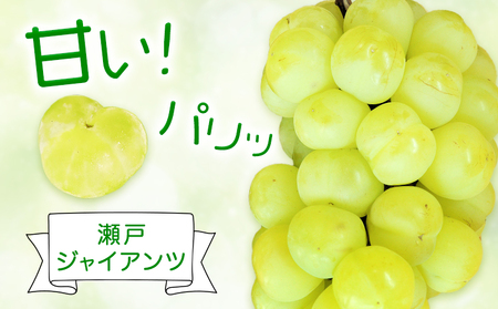【2027年先行予約】瀬戸ジャイアンツ 2房 (1房480g以上) 合計約1kg 化粧箱入り