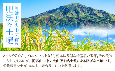 米 もりのくまさん 米 計5kg 《30日以内に出荷予定(土日祝除く)》 お米 こめ 熊本県産 精米 ブランド米 ご飯