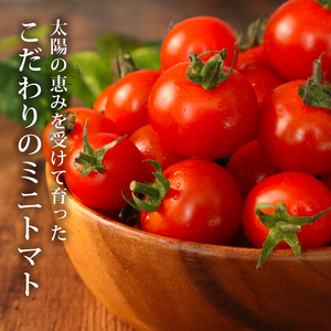 ミニトマト 約1.5kg 《訳あり》 2026年11月以降発送 【ミニトマト】