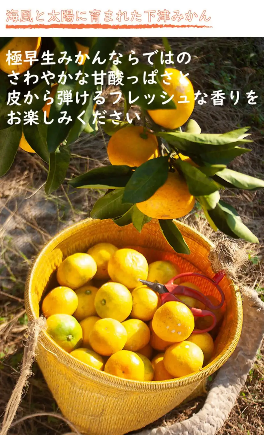 【極早生みかん】6.5kg 小玉サイズ 和歌山県産 2026年10月より農家直送 日南早生みかんなど［Mg40］
