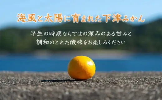 訳あり 早生みかん 2S・3S混合 6.5kg 和歌山みかん