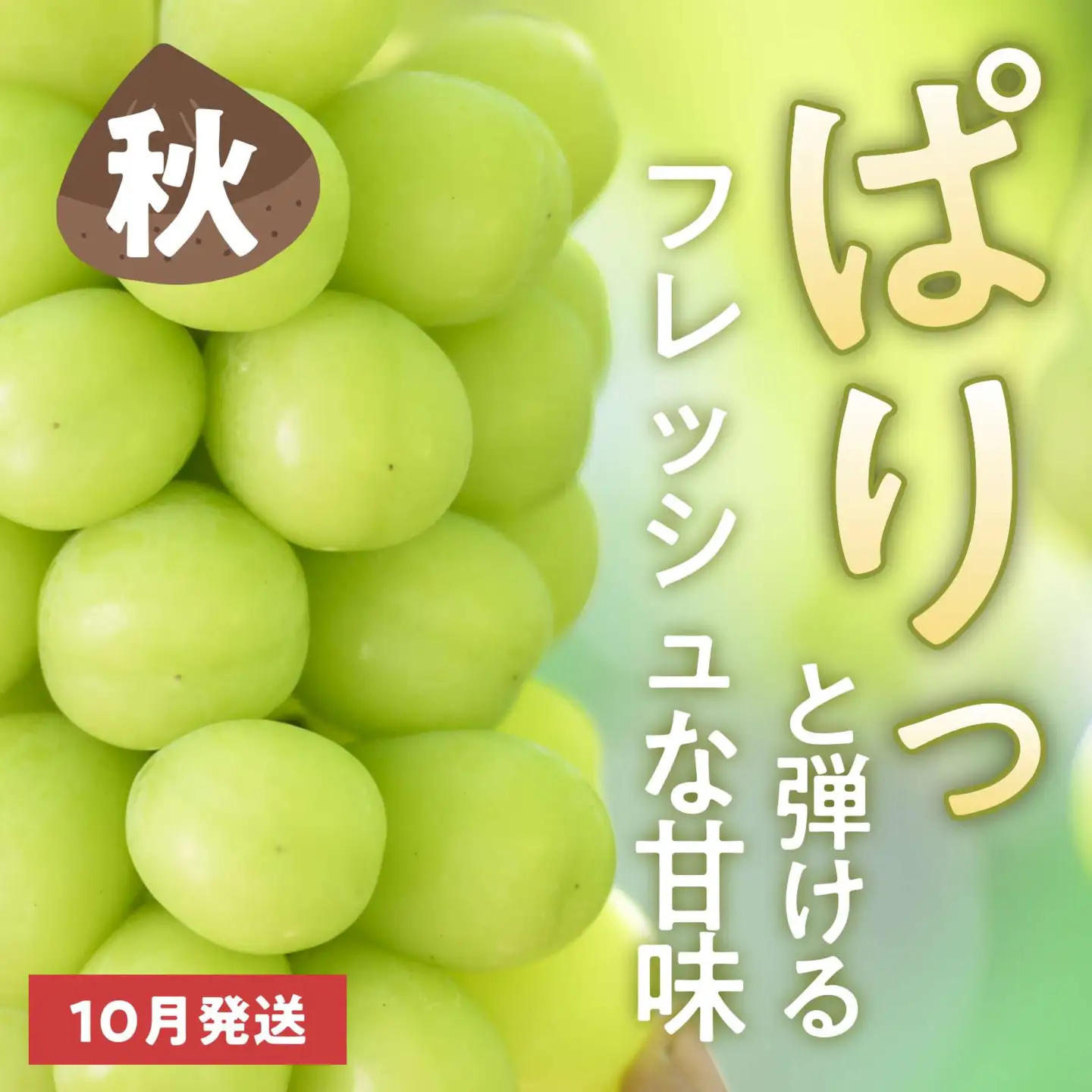 【2回定期便】秋と冬に食べるシャインマスカット 2房（約1kg）× 2回［おぶせファーマーズ］ 果物 フルーツ ぶどう 葡萄 数量限定 長野 信州 令和8年産 【2026年10月～12月発送予定】