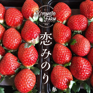 熊本 たまな産 イチゴ 恋みのり 約1000g （ 250g × 4パック ） | フルーツ 果物 くだもの 果実 苺 いちご ベリー ストロベリー  熊本県 玉名市