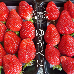 玉名産イチゴ ゆうべに 約1000g （ 250g × 4パック ）