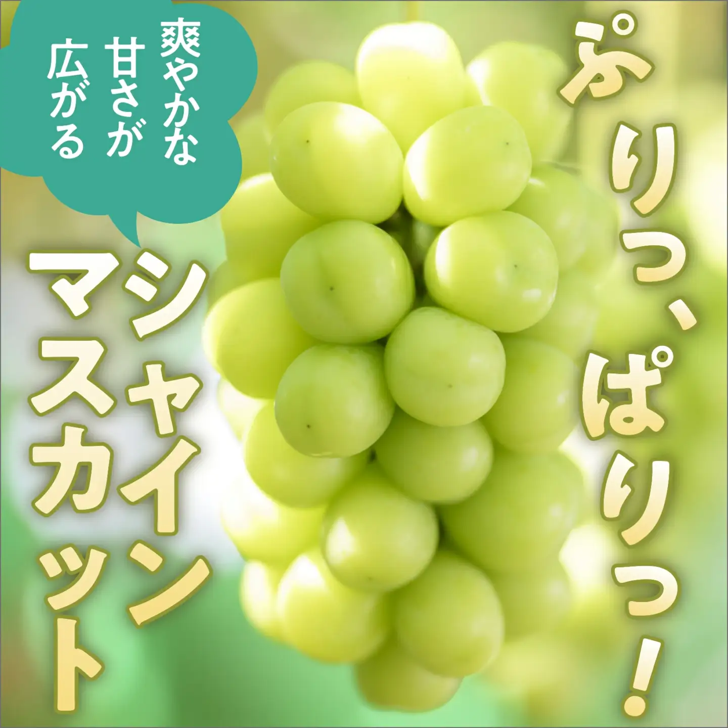 冬に食べるシャインマスカットとサンふじ詰合せ 1房（約500g） 2～3玉［おぶせファーマーズ］ ぶどう りんご 林檎 リンゴ 果物 フルーツ  長野 信州 数量限定 令和8年産【2026年11月下旬～2027年1月下旬発送】[F-66]