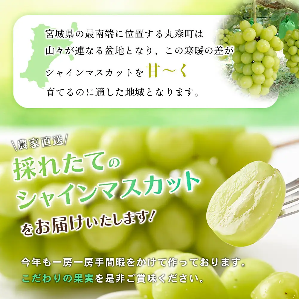 【先行予約】《2026年9月下旬～11月下旬出荷》 宮城県丸森町産 シャインマスカット　3房(1房 600g以上)　【48006】