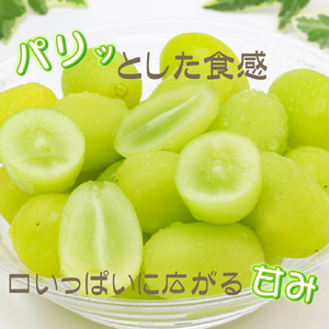 【産直もぎたて】シャインマスカット 1.2kg程度（果実 くだもの フルーツ ブドウ マスカット 贈答用 限定）