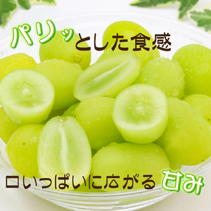 【産直もぎたて】シャインマスカット 2kg程度（果実 くだもの フルーツ ブドウ マスカット 贈答用 限定）