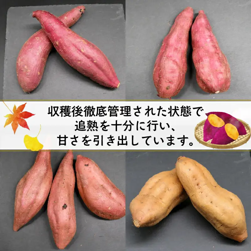 【先行予約】(2026年10月末～発送予定) 【訳あり】 サツマイモ 詰め合わせ 5キロ ミエルスイート ＋1種類以上