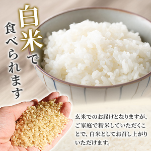 【令和8年産 新米】＜先行予約受付中！R8年11月から順次発送予定＞ つや姫 玄米 30kg 柴田町産 お米 おこめ 米 コメ ご飯 ごはん おにぎり お弁当 【農事組合法人桜花爛漫】sh125