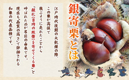 ＜栗の王様 銀寄栗（生栗）3L（約3kg）＞ 銀寄 ぎんよせ 甘い 生栗 和栗 マロン 栗 くり 栗ごはん 栗きんとん 甘露煮 旬 国産 産地直送 城川ファクトリー 愛媛県 西予市【冷蔵】『2026年9月中旬～10月上旬に順次発送予定』SSF0050