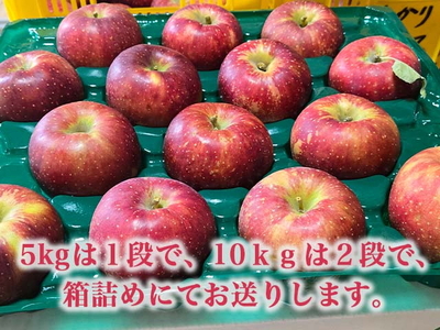 【射水のおいしい果実】【林檎】 よねだ農園の池多りんご サンふじ 5kg大玉（12～16個／箱） ※2026年11月～発送
