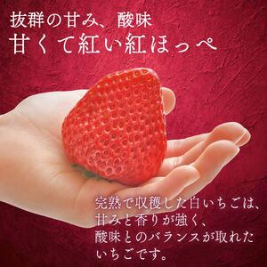 紅ほっぺ いちご 苺 800g 紅ほっぺ