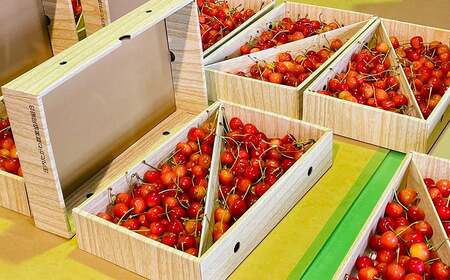 【令和9年産】 さくらんぼ「佐藤錦」バラ詰め 1kg 山形県鶴岡産 K-967 JA庄内たがわ　