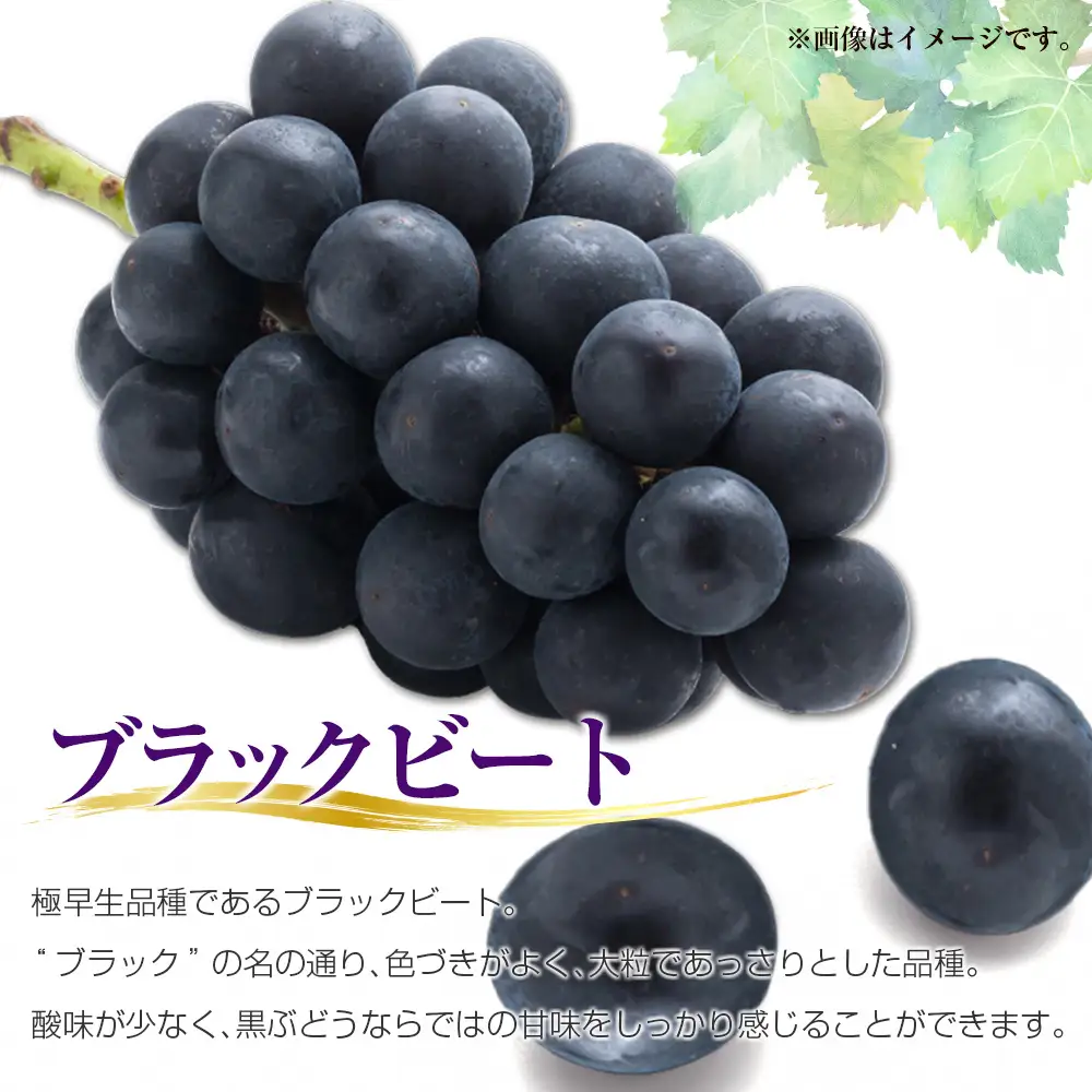 ［ご自宅・ご家庭用］ぶどう 2027年収穫・発送 ナイトハーベスト（夜摘み）種なし『ブラックビート』計1kg以上 3房以上 希少 人気 ブドウ フルーツ 果物【B682-27】