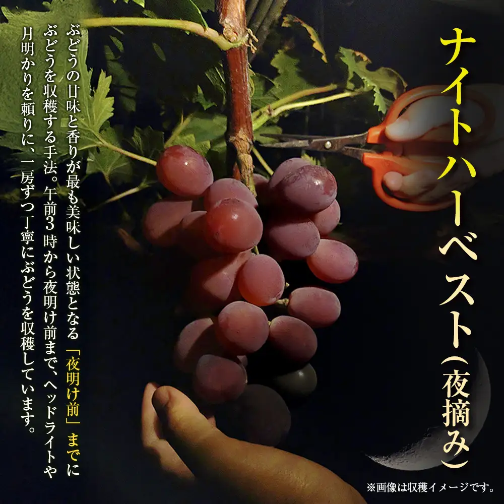 ［ご自宅・ご家庭用］ブドウ 2027年収穫・発送 ナイトハーベスト(夜摘み)『旬の種無しぶどうセット』 合計800g以上 3～4房 希少 人気 ブドウ フルーツ 果物【B668-27】
