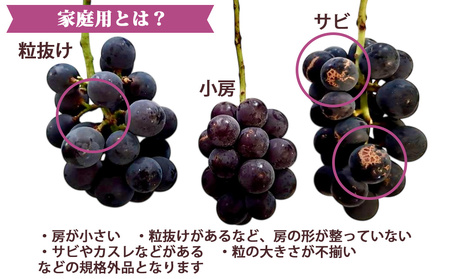 【先行受付2026年発送】家庭用種なし巨峰　約1.5kg（5～7房）※2026年9月中旬以降発送予定【Grape Farm Kodaira】