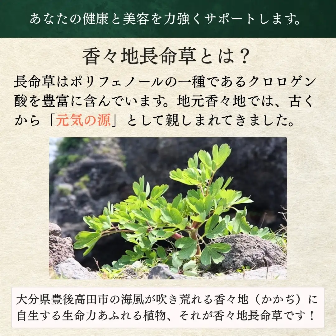 青汁 香々地長命草パウダー（3g×30包） | 青汁
