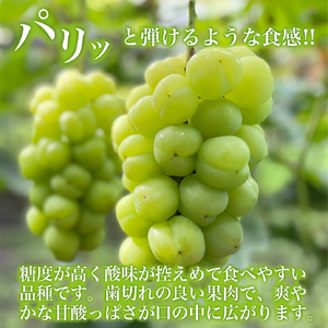 	【数量限定】瀬戸ジャイアンツと梨のセット（ぶどう ブドウ 梨 果物 セット 詰め合わせ フルーツ 贈答用 限定）