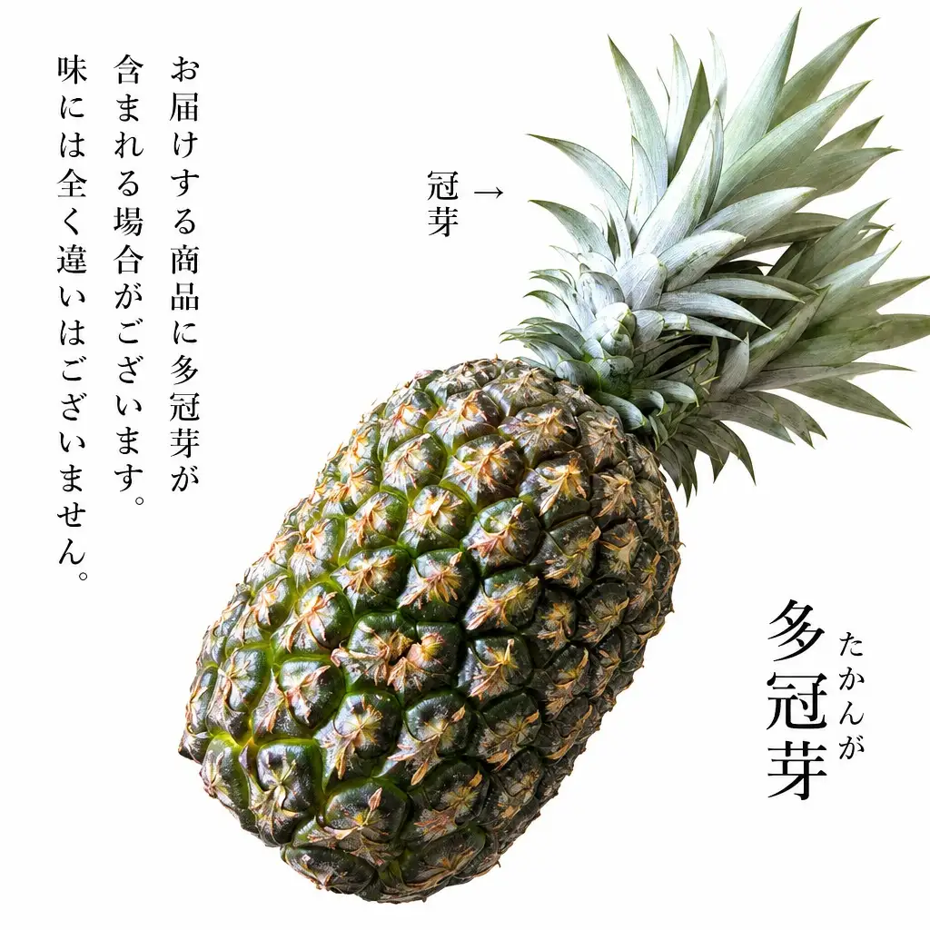 パイナップル TADAO GOLD 3玉 約4kg（多冠芽含む）