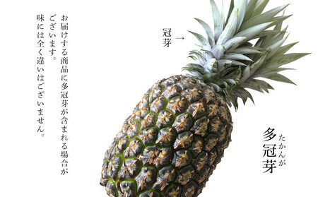 パイナップル TADAO GOLD 1玉 約2kg（多冠芽含む）