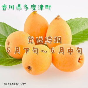 【予約受付中！令和9年6月上旬頃より発送！】なつたより（びわ）約1kg【A-41】