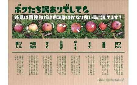 【先行予約】 家庭用りんご 3kg 品種：紅いわて 訳あり りんご
