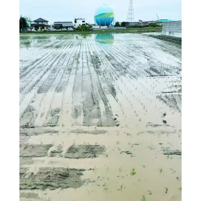 【令和7年産】有機肥料 100％ 埼玉県幸手市産特別栽培コシヒカリ 精米 5kg - 2025年10月1週目より順次発送 新米発送 コシヒカリ こしひかり 米 精米 5kg 有機肥料 特別栽培米 幸手市産 埼玉県 幸手市