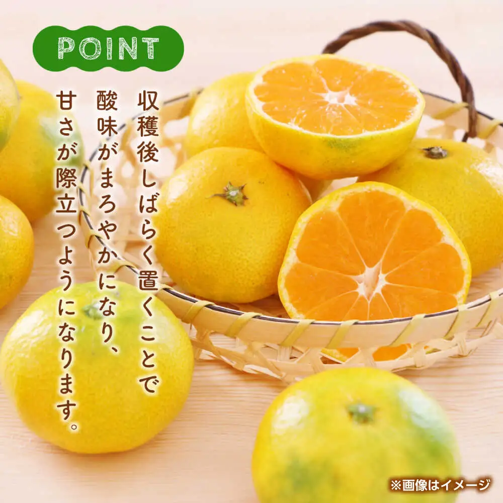 早生みかん　約4.5kg 【くまふる】[ZBG082]